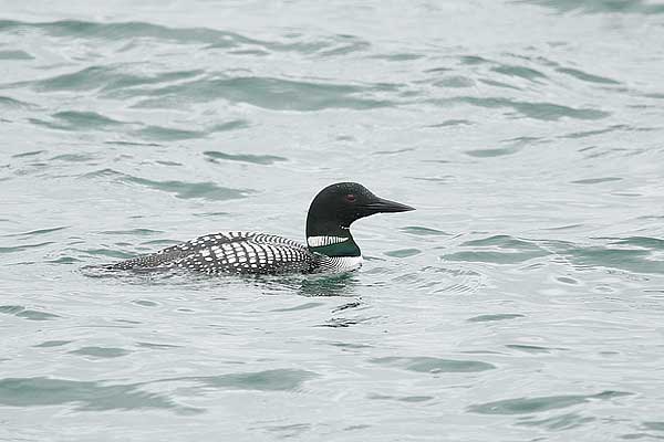 common loon. AM Common Loon
