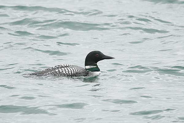 common loon range. images wallpaper common loon