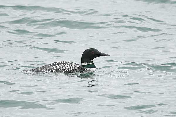 common loon nest. AM Common Loon