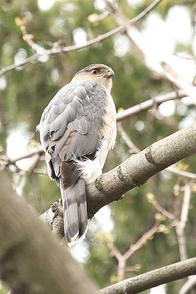 AM Coopers Hawk