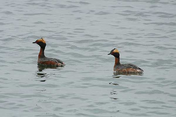 AM Horned Grebes