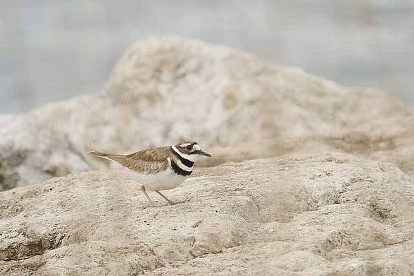 AM Killdeer
