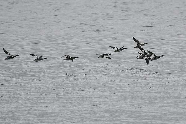 AM RB Mergansers