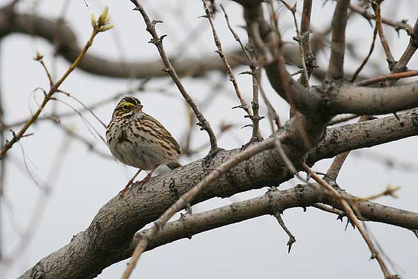 AM Savannah Sparrow