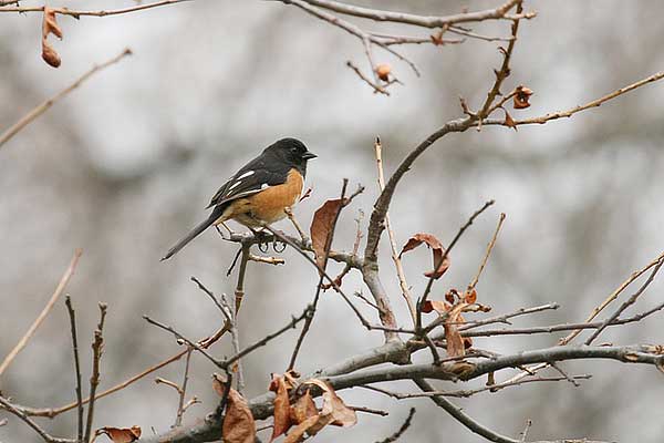 AM Towhee