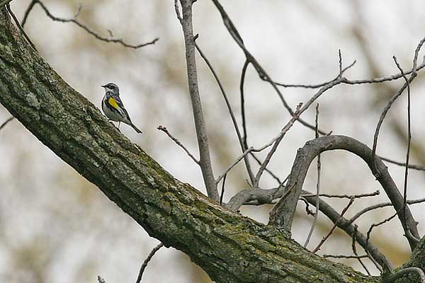 AM Yellow-rumped Warbler