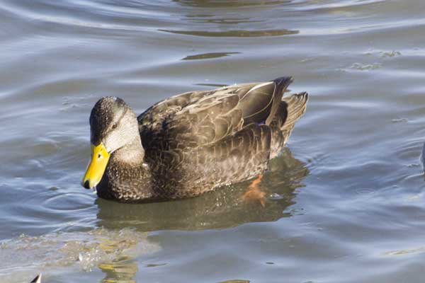 American-Black-Duck