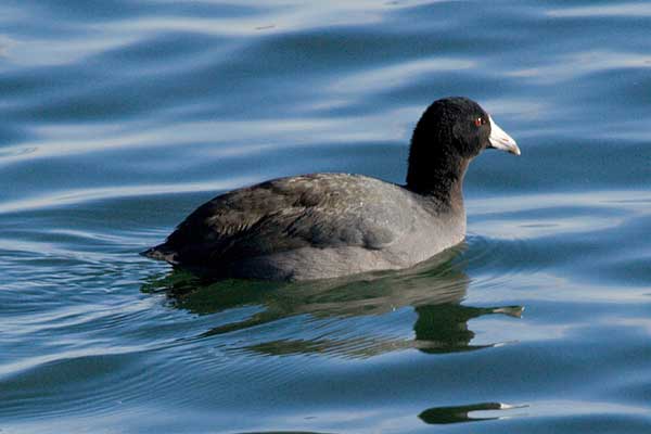 American Coot