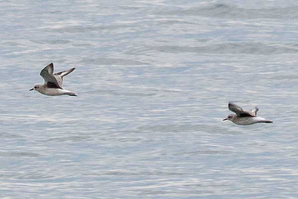 BB-Plovers-in-flight