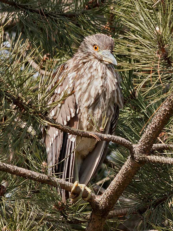 BC-Night-Heron2