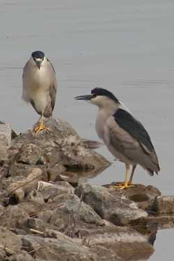 Black-crowned Night-herons at Sam Smith Park