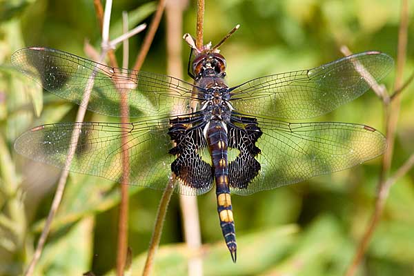 BSaddlebags