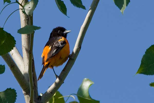 Baltimore-Oriole