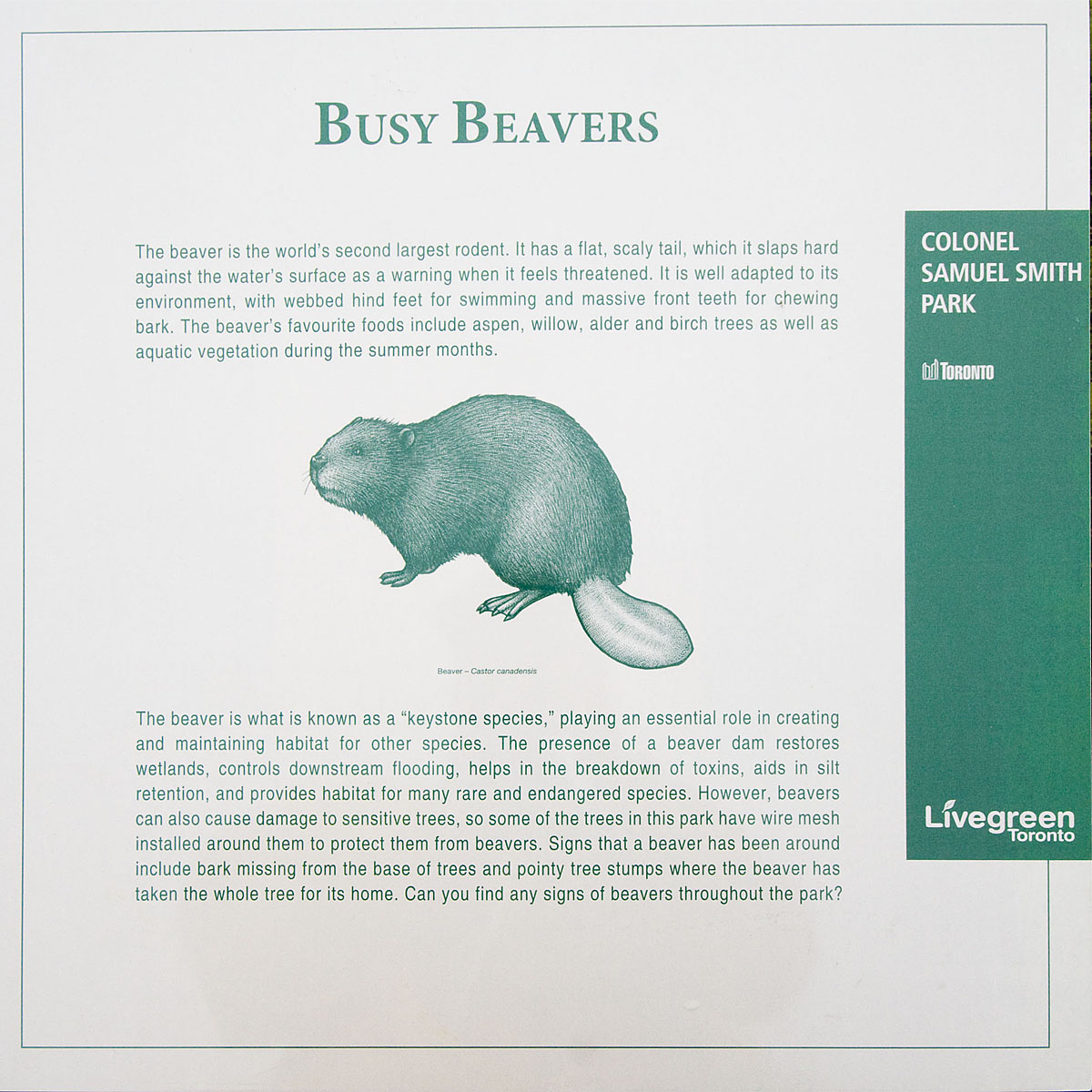 Beavers