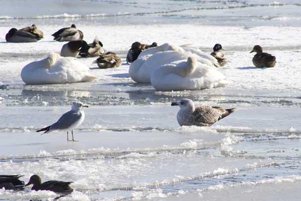 Birds-on-the-ice