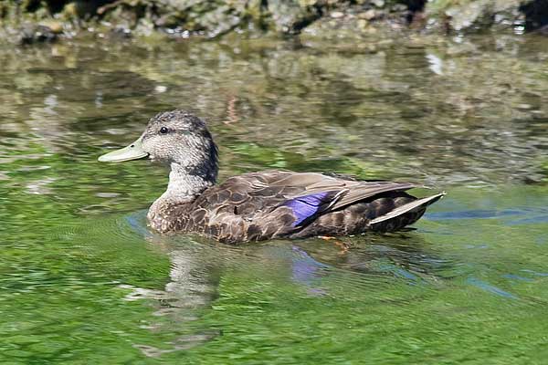 Black-Duck