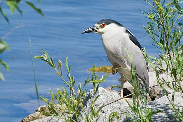 Black-crowned-Night-Heron