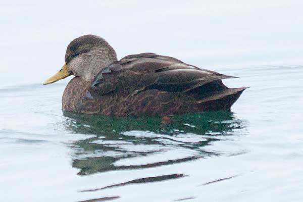 BlackDuck
