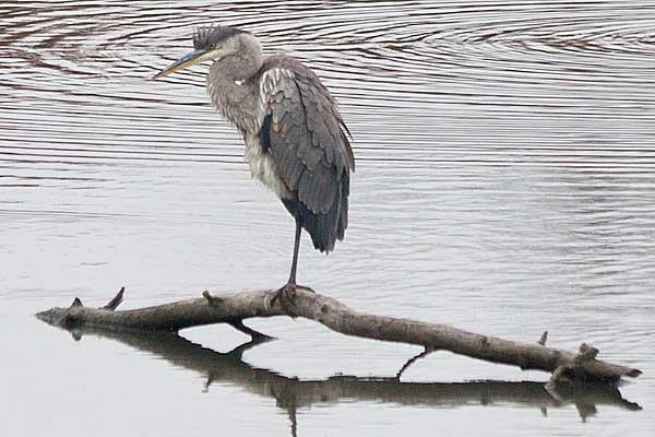 BreatBlue-Heron