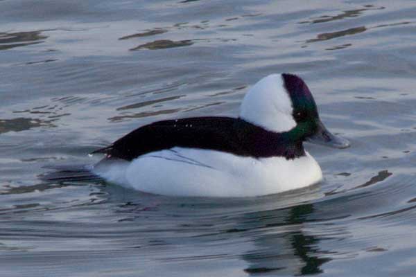 Bufflehead Male