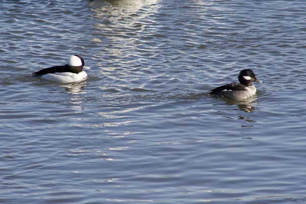 Buffleheads02