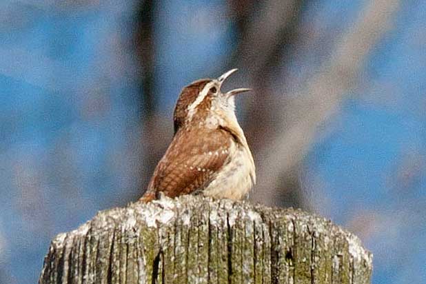 Carolina-Wren-singing