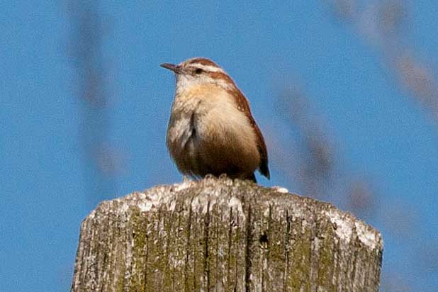 Carolina-Wren