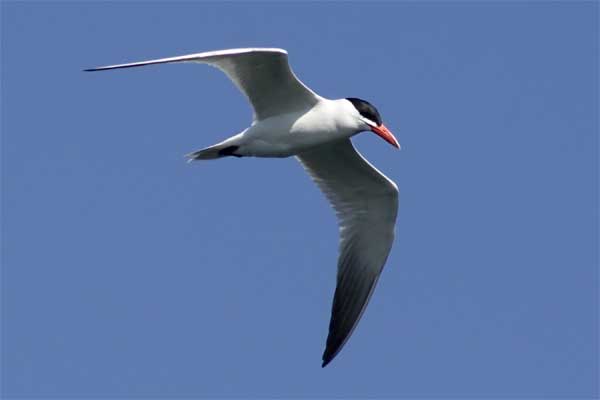 Caspian-Tern
