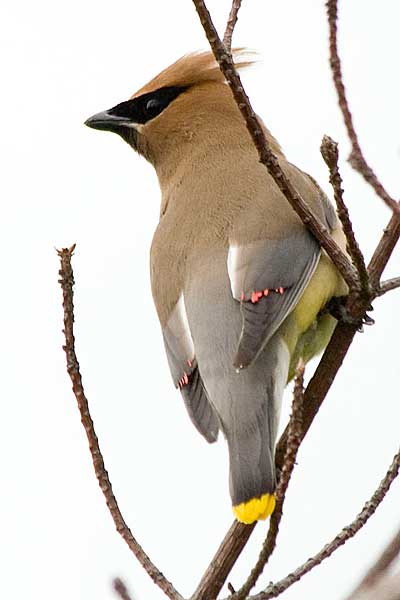 Cedar-Waxwing