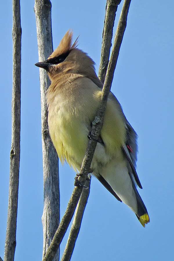 CedarWaxwing