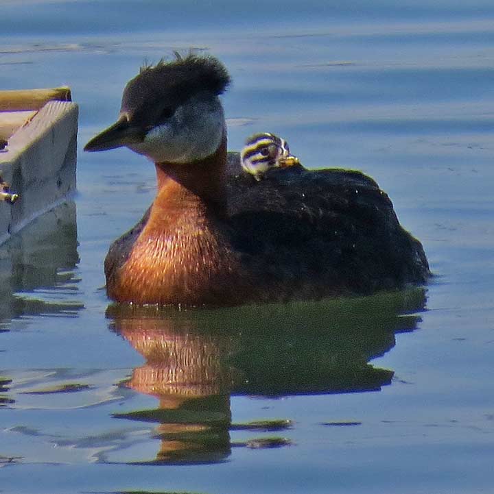 Chick4