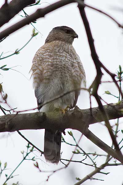Coopers Hawk3