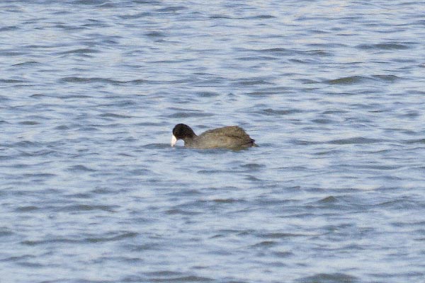 Coot
