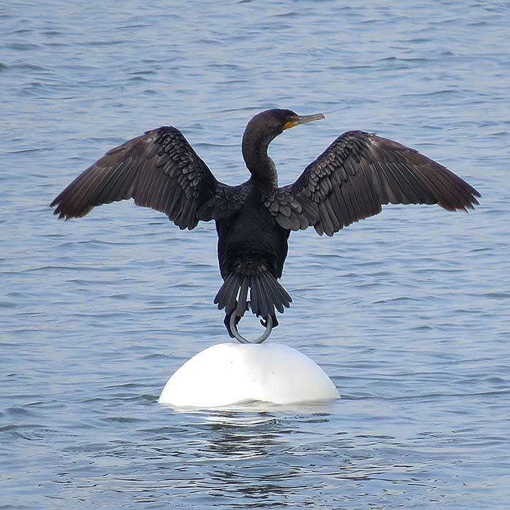 CormorantDrying