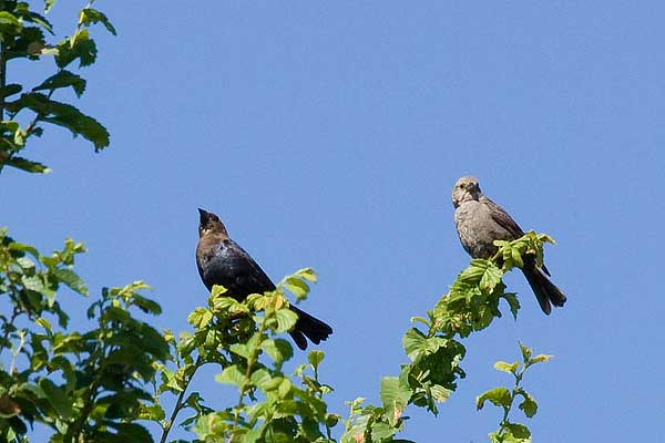 Cowbird-pair