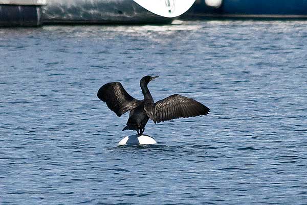 DC-Cormorant-Drying