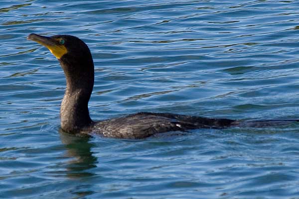 DC-Cormorant02