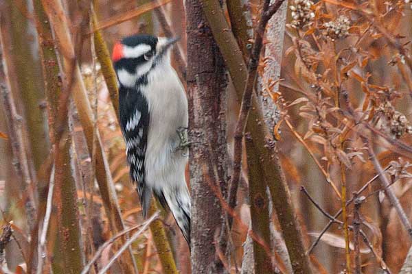 Downey-Woodpecker