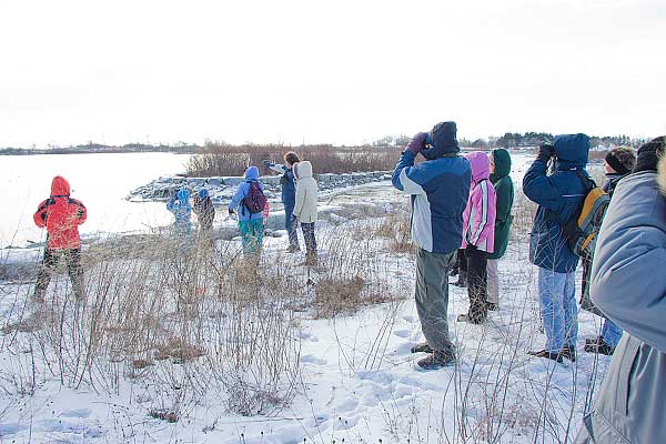 Duck Viewing