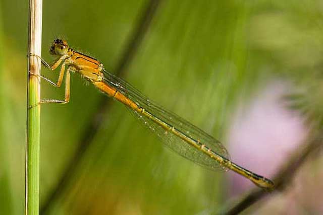 Eastern-Forktail03