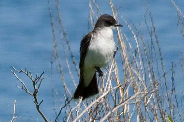 Eastern-Kingbird