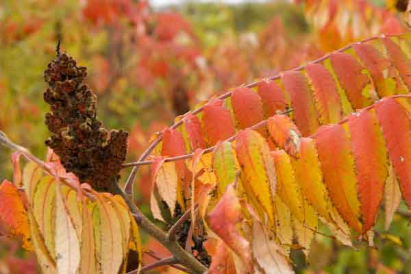 Fall-Sumac02 Fall-Sumac02