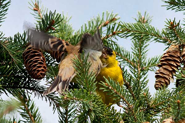 Feeding-Young