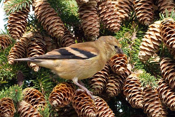 Feeding-on-Cones