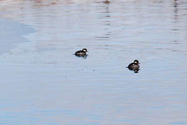 FemaleBuffleheads