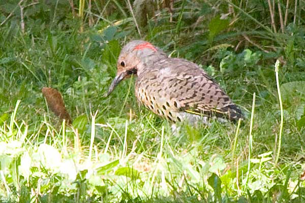Flicker