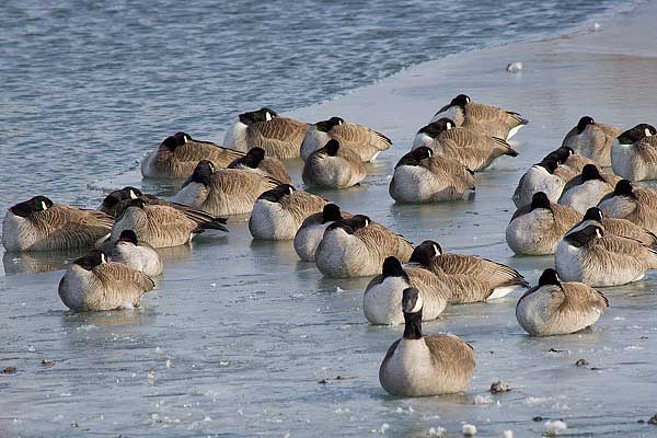 Frozen Geese