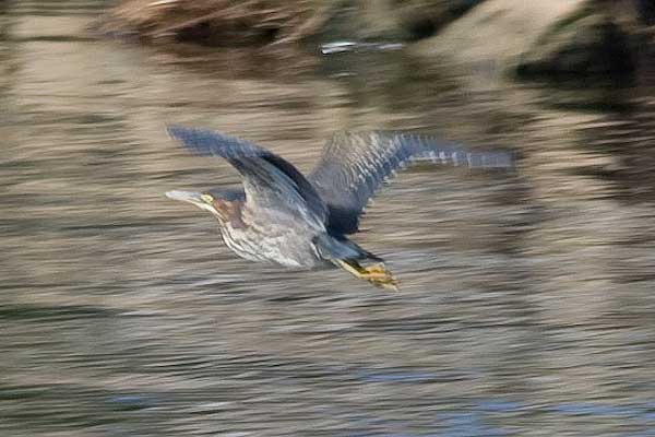 G-Heron-in-Flight-2