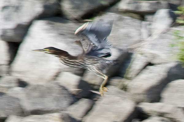 G-Heron-in-Flight