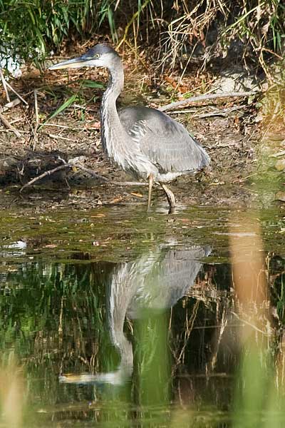 GB-Heron